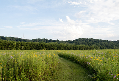 green prairie with a path leading through it, toward wooded bluffs
