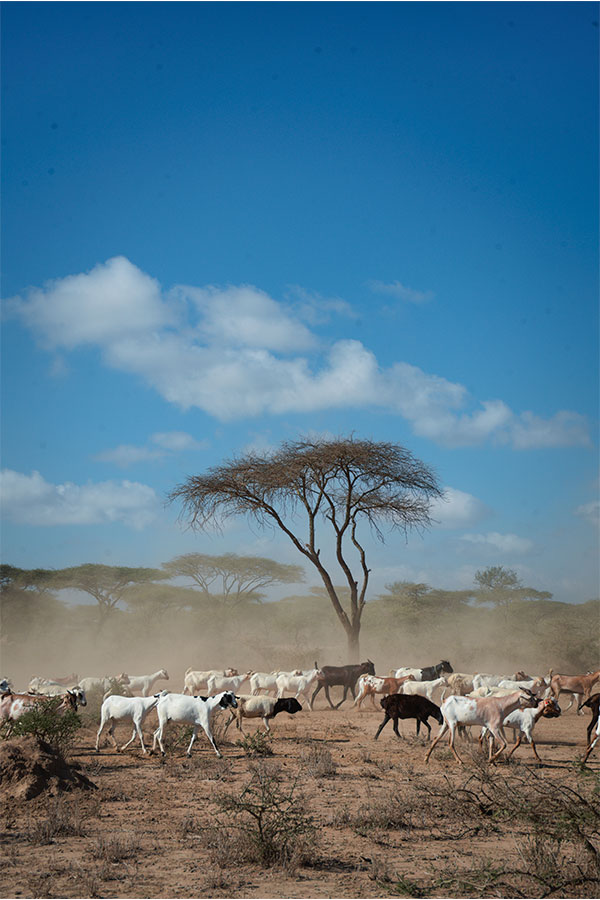A herd of goats raises dust in front of a sparse line of trees