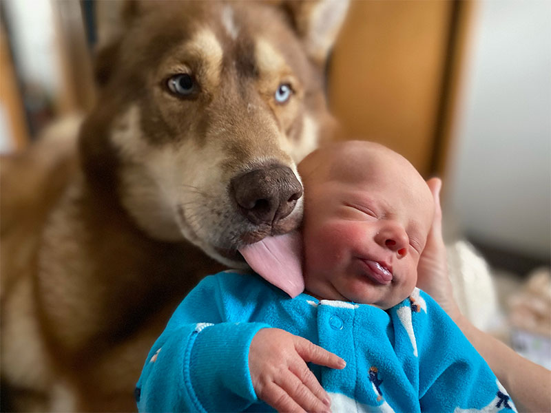 A husky licking a baby