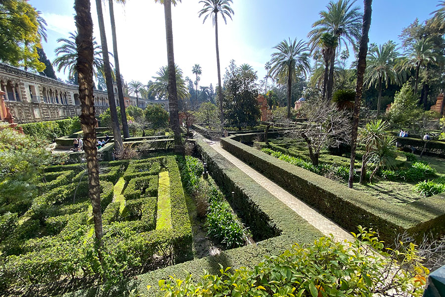 Well-manicured labyrinthine hedges with palm trees interspersed
