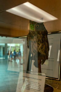 An owl in a display case