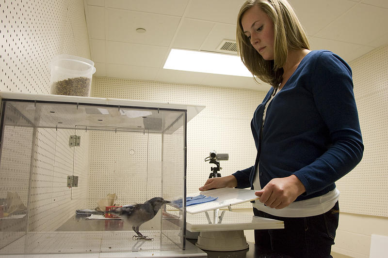 A student performing avian research at the Salsbury Animal Facility at Luther College.