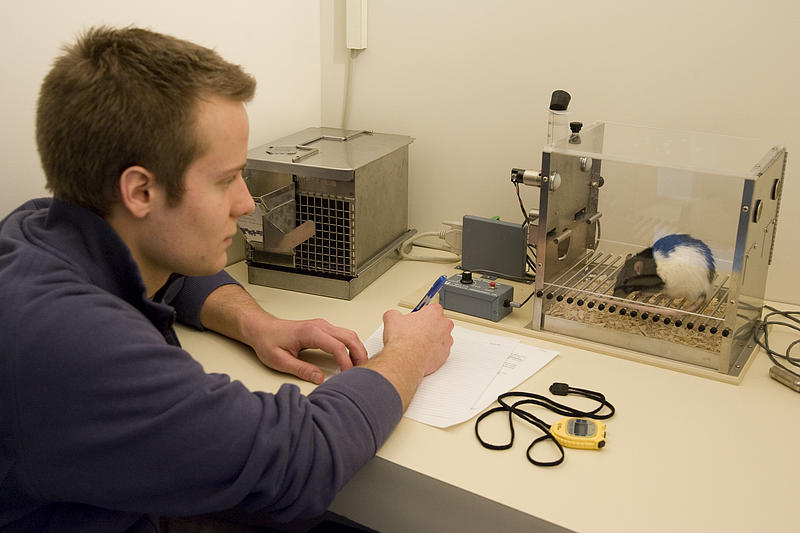 A Luther College student performing research on a rat at the Operant Learning Laboratory.