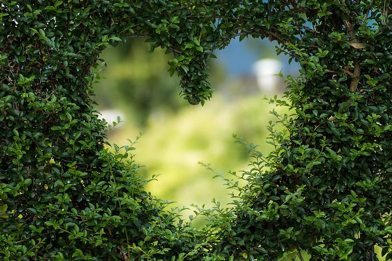 image of green bush with heart-shaped hole showing scenery
